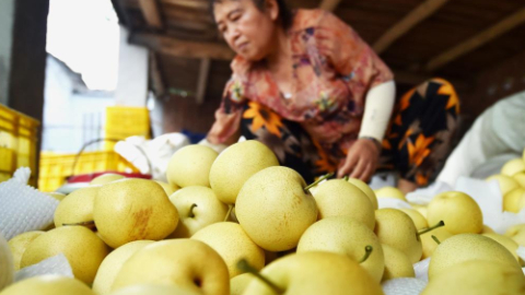 河北晋州：梨果产业促农增收-近年