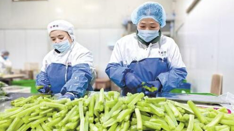 “河北净菜”何以热销北京-河北成