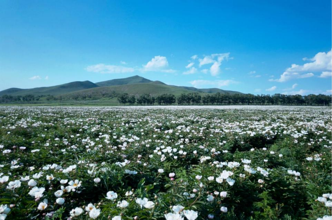 河北沽源興隆堡：花開好風(fēng)景 致富好前景