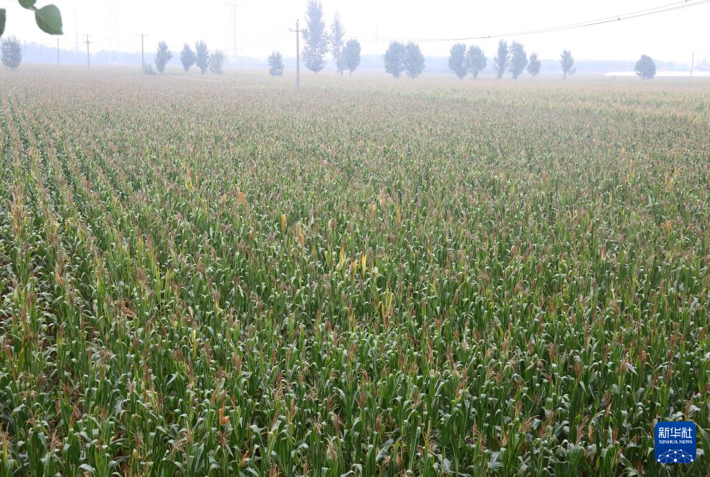 河北：科技賦能提單產 產業延鏈助增收